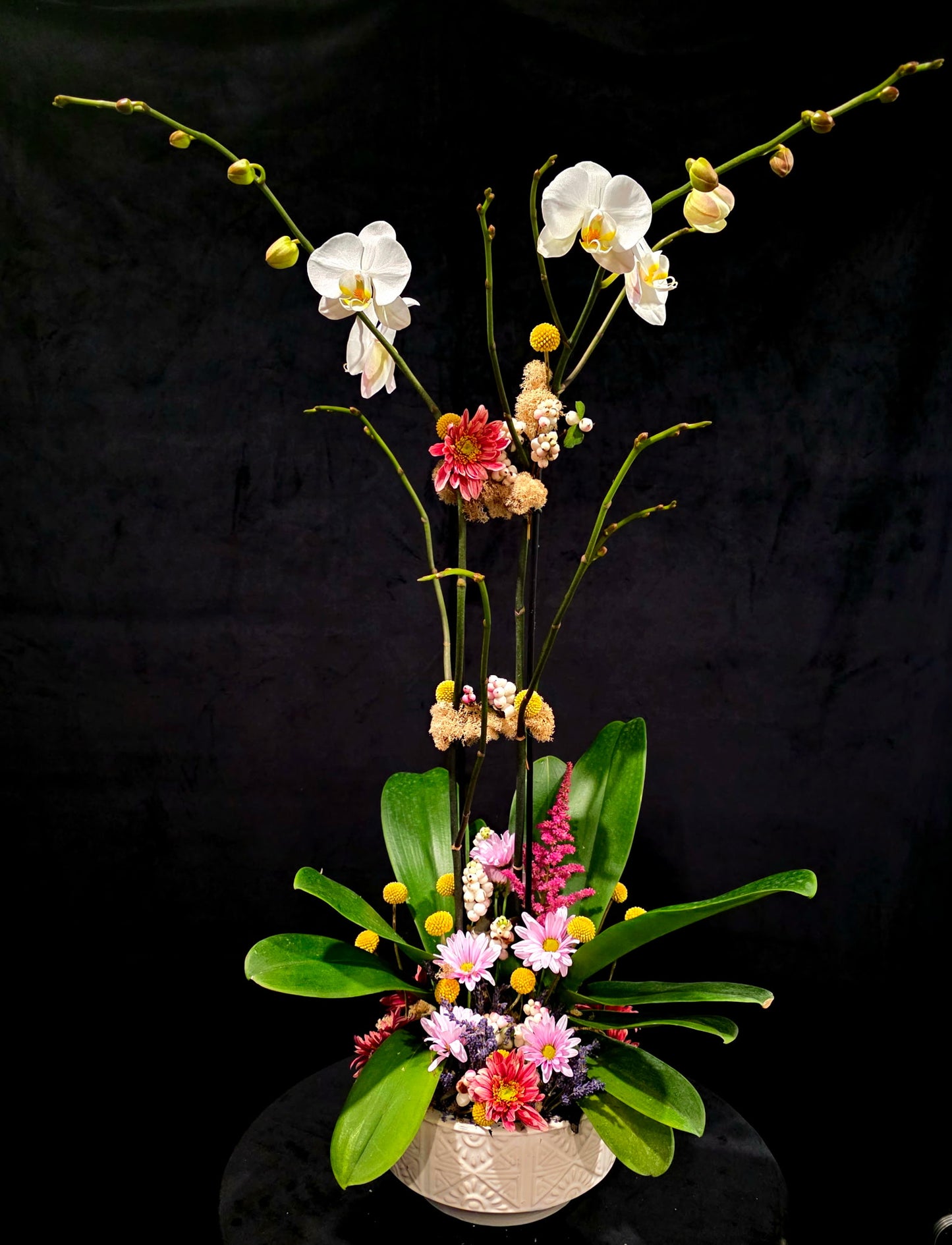 Premium Orchid Collection