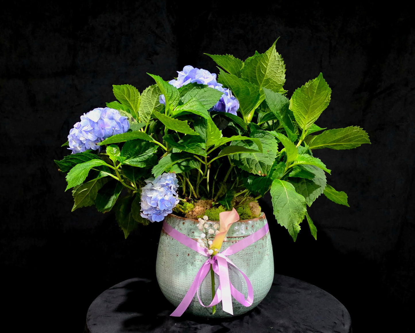 Live Plants