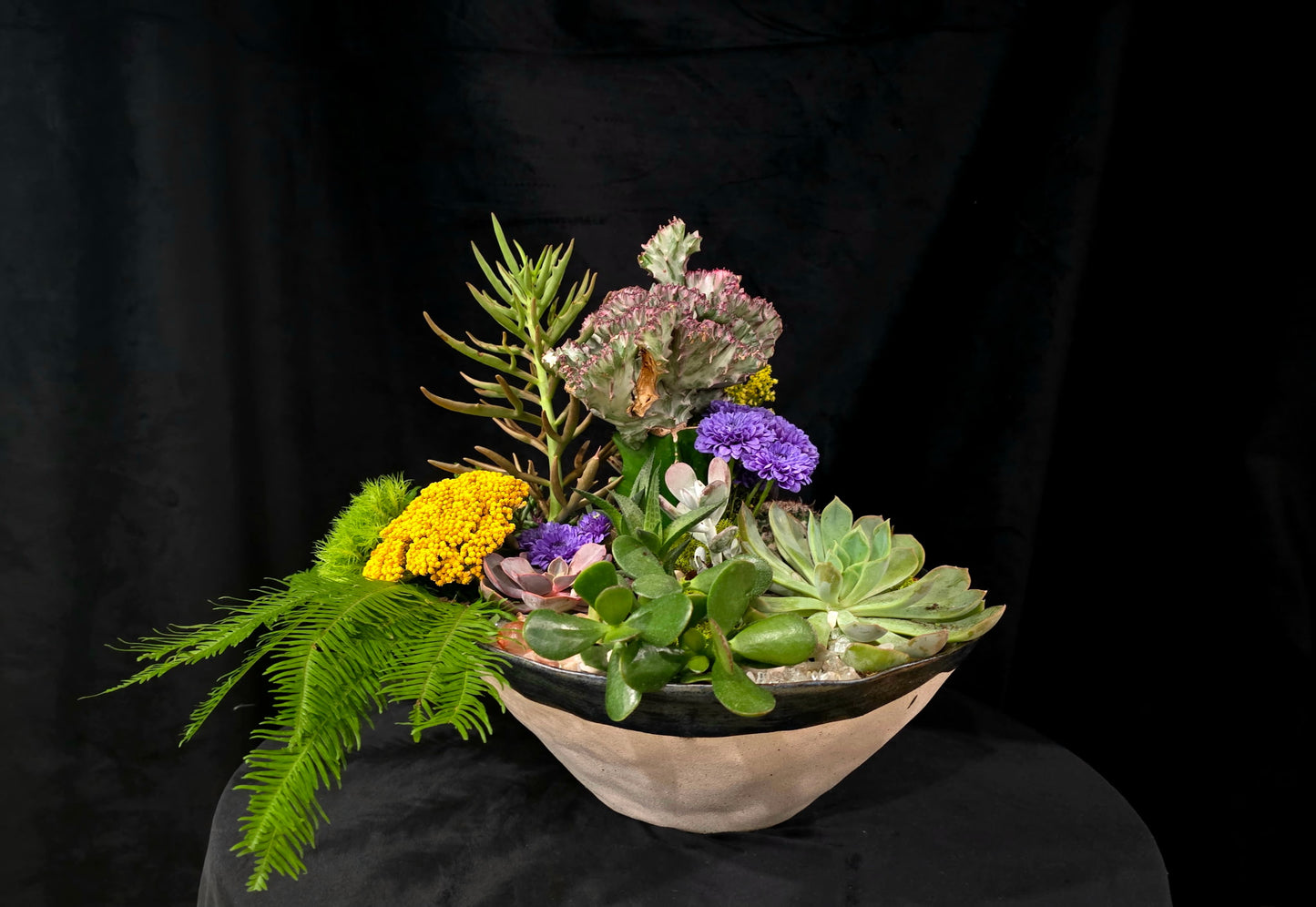 Live Succulent Box - Curated Collection of Beautiful Plants