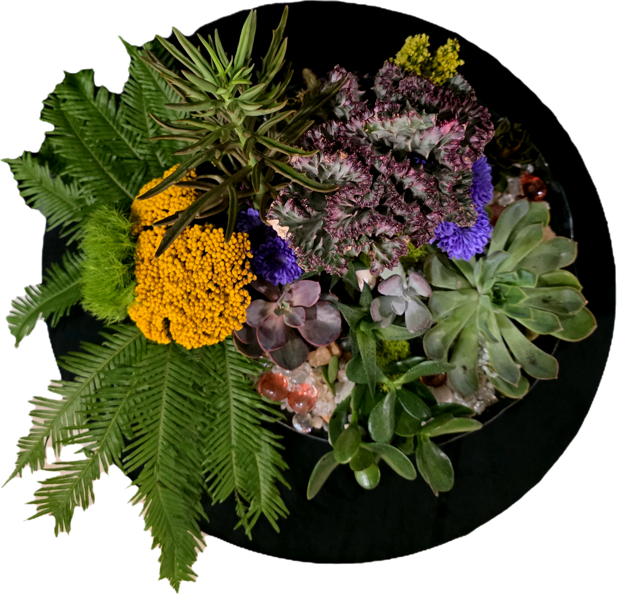 Live Succulent Box - Curated Collection of Beautiful Plants