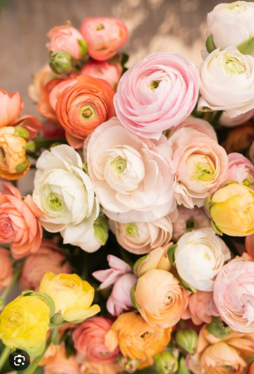 Monotone Roses and Ranunculus Bouquet