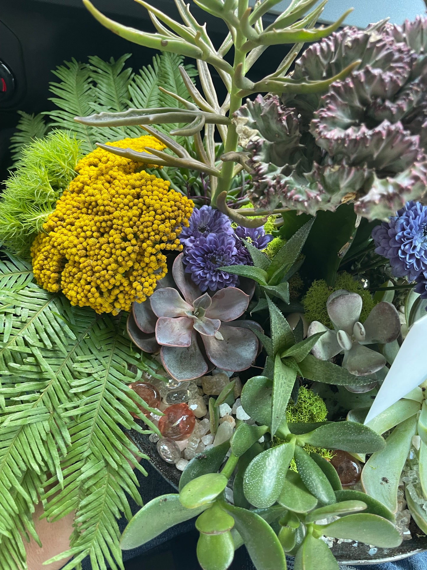 Live Succulent Box - Curated Collection of Beautiful Plants