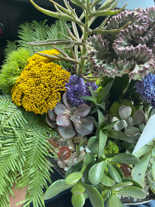 Live Succulent Box - Curated Collection of Beautiful Plants