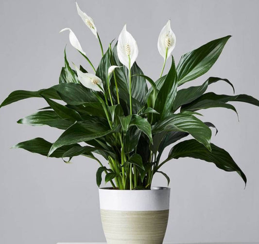 Live Peace Lily - Elegant Indoor Plant