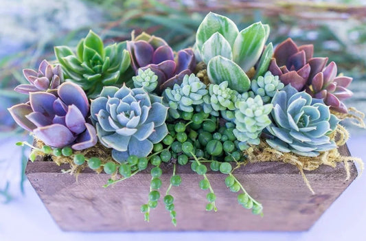 Live Plants