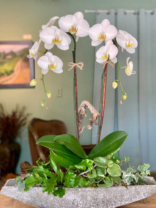 Premium Orchid Collection