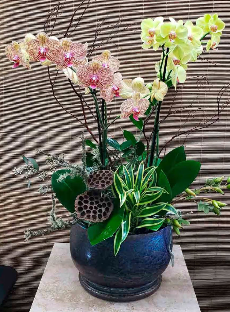 Premium Orchid Collection