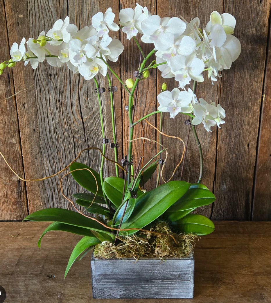 Premium Orchid Collection