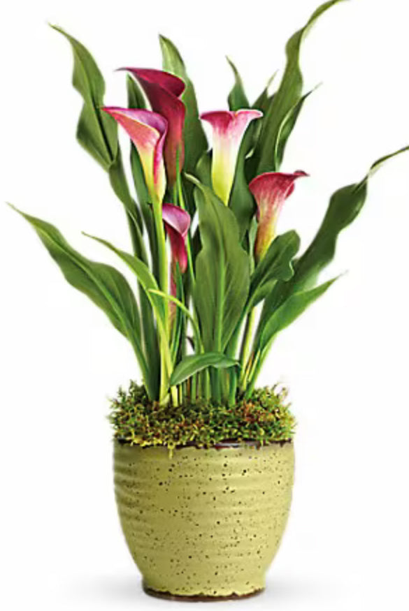 Live Plants