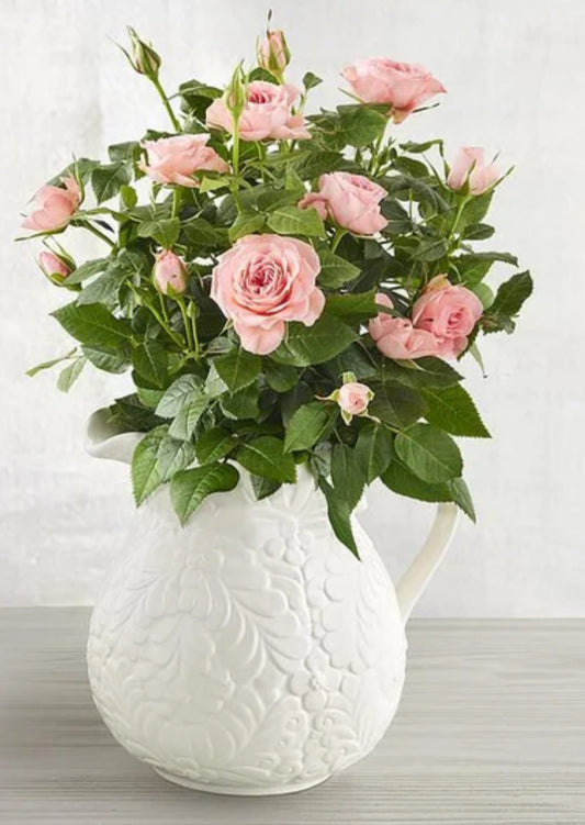 Live Rose Bush - Premium Garden Rose Plant