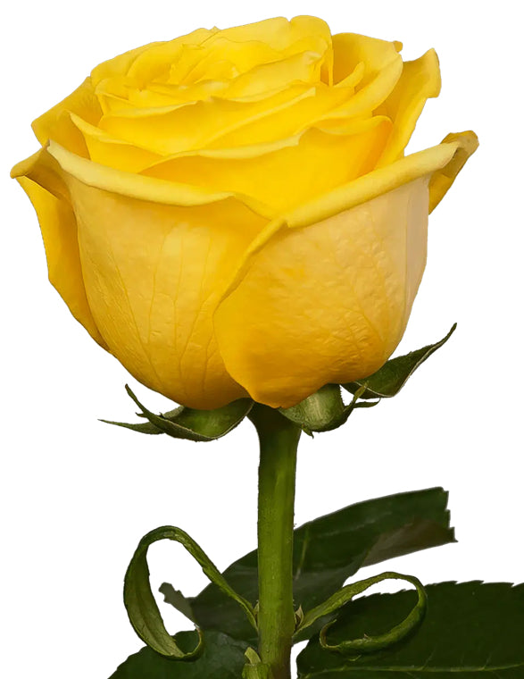Premium All-Rose Funeral Packages - Elegant Memorial Arrangements
