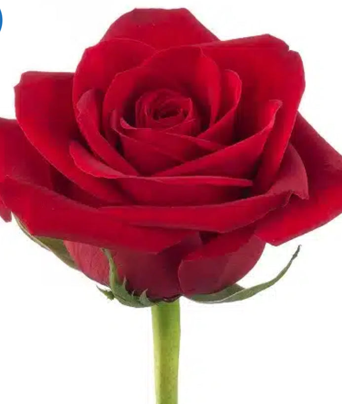Premium All-Rose Funeral Packages - Elegant Memorial Arrangements