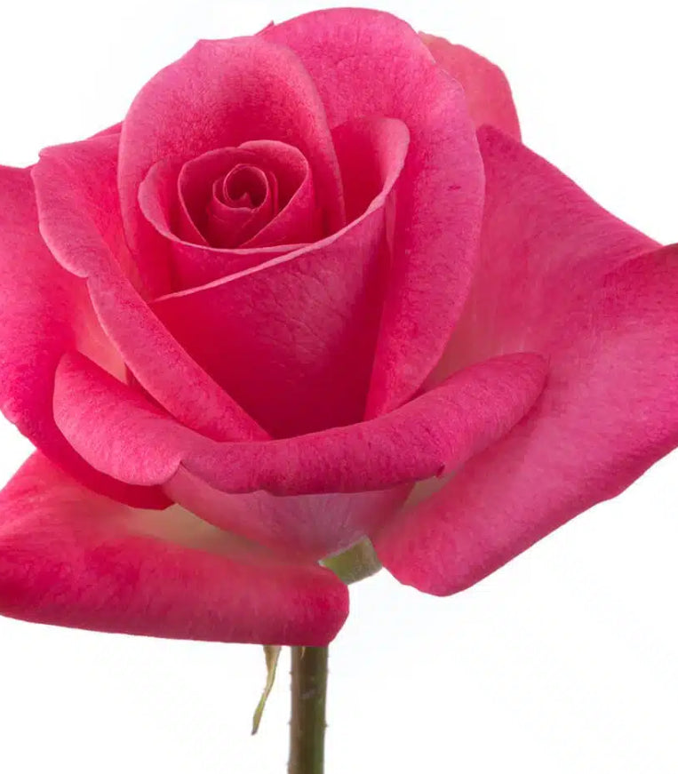 Premium All-Rose Funeral Packages - Elegant Memorial Arrangements