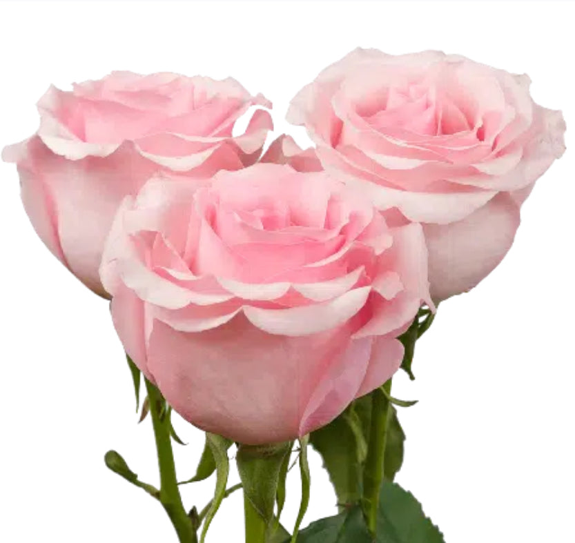 Premium All-Rose Funeral Packages - Elegant Memorial Arrangements