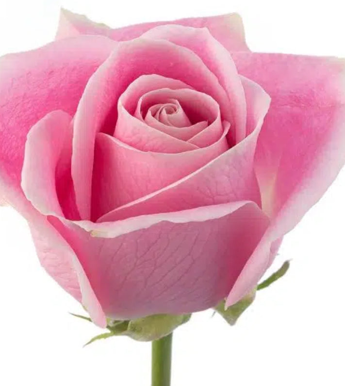 Premium All-Rose Funeral Packages - Elegant Memorial Arrangements