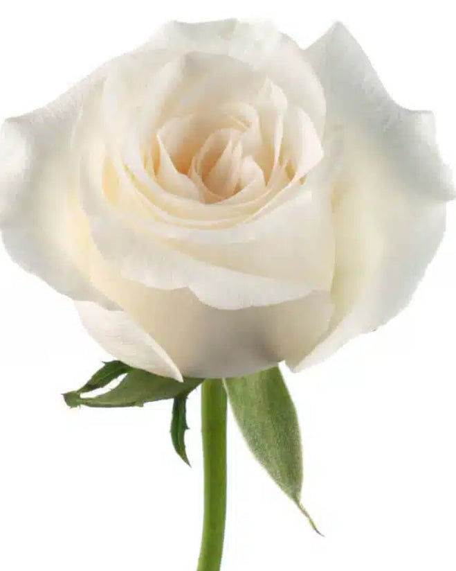 Premium All-Rose Funeral Packages - Elegant Memorial Arrangements