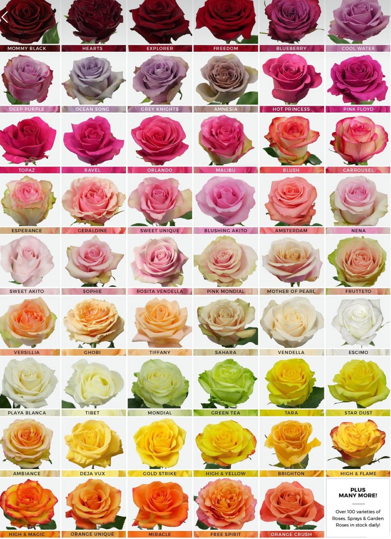 Premium All-Rose Funeral Packages - Elegant Memorial Arrangements
