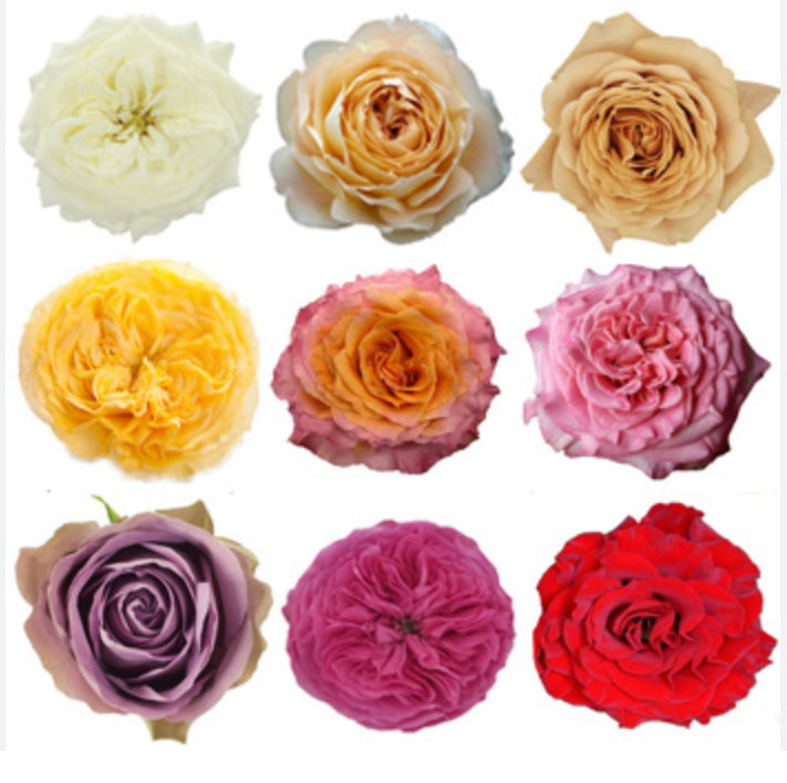 Premium All-Rose Funeral Packages - Elegant Memorial Arrangements