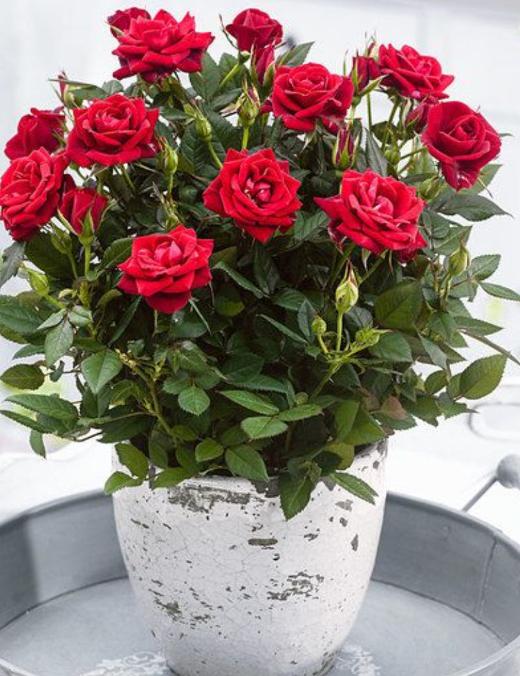 Live Rose Bush - Premium Garden Rose Plant