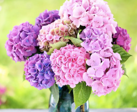 Hydrangeas Bouquet