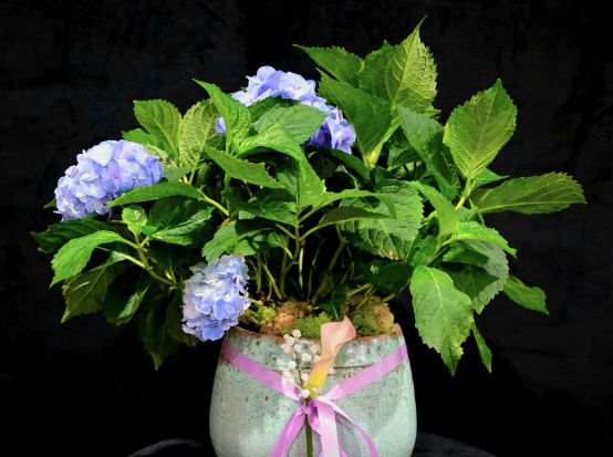 Hydrangeas Bouquet
