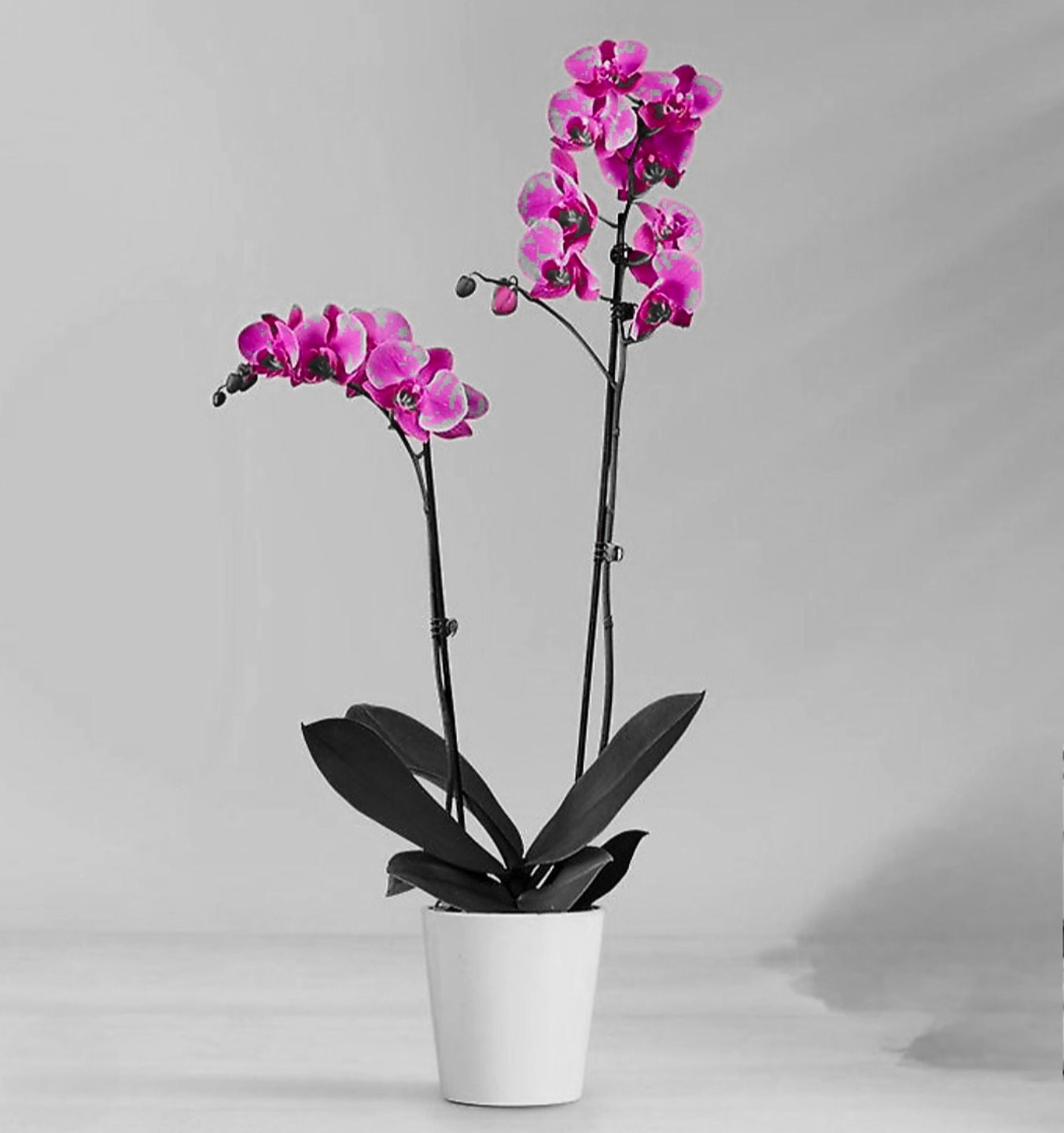 Premium Orchid Collection